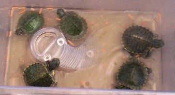 Turtles